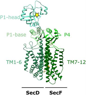 Pushing the Envelope: The Mysterious Journey Through the Bacterial Secretory Machinery, and Beyond